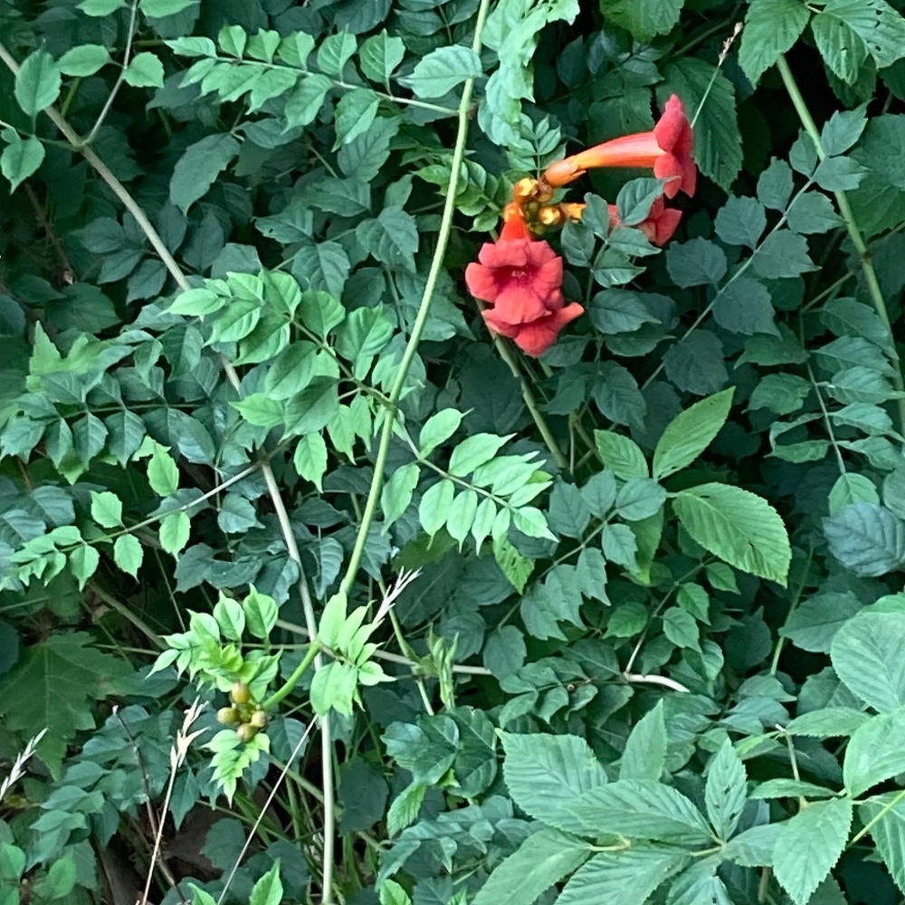 Meet your Posher, Tracey